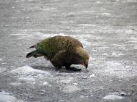 Albums/20060200-New Zealand 2006/20060207-South to Fox/12